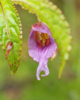 Impatiens pyrorhiza