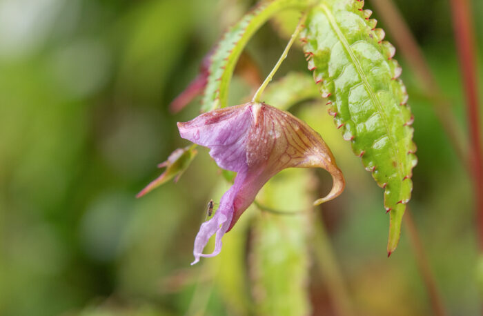 Impatiens pyrorhiza