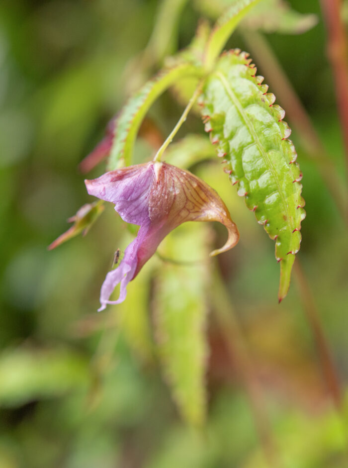 Impatiens pyrorhiza