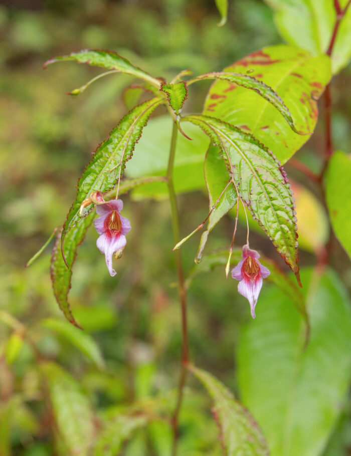 Impatiens pyrorhiza