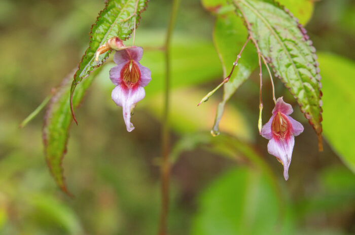 Impatiens pyrorhiza