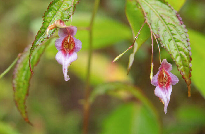 Impatiens pyrorhiza