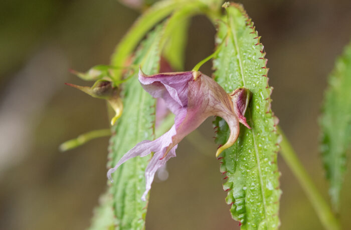 Impatiens pyrorhiza