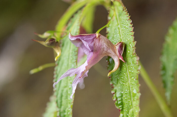 Impatiens pyrorhiza