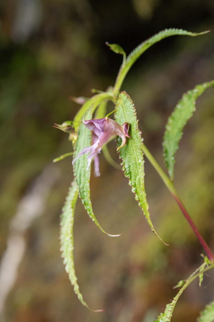 Impatiens pyrorhiza