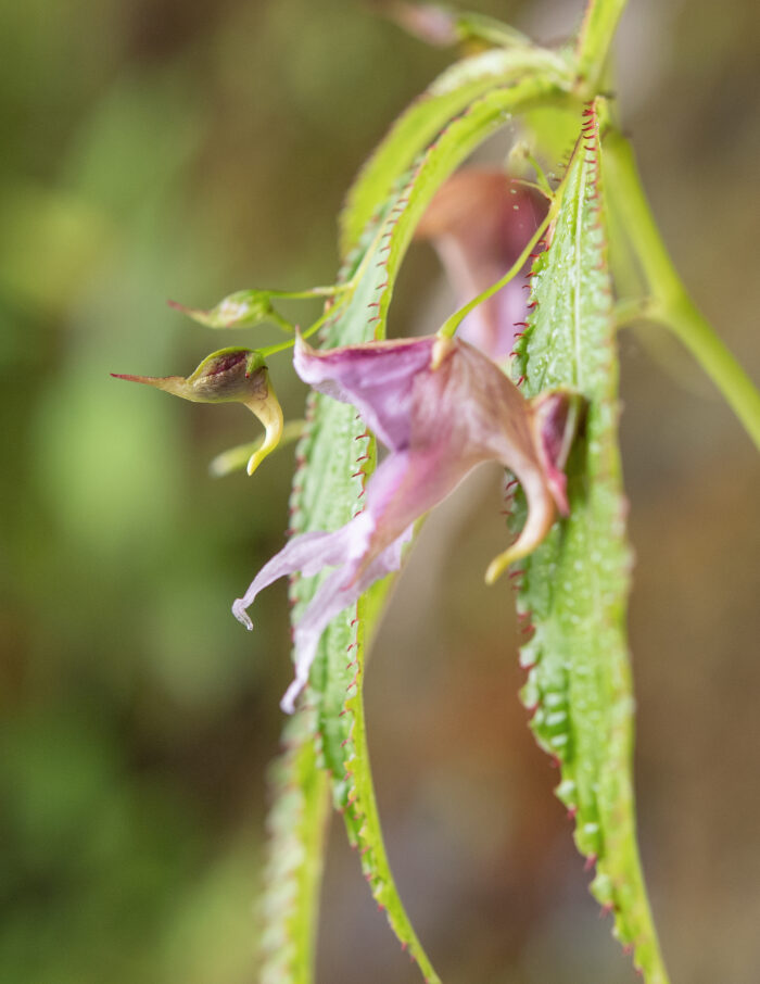 Impatiens pyrorhiza