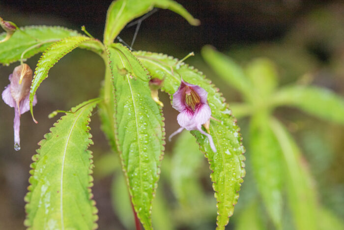 Impatiens pyrorhiza