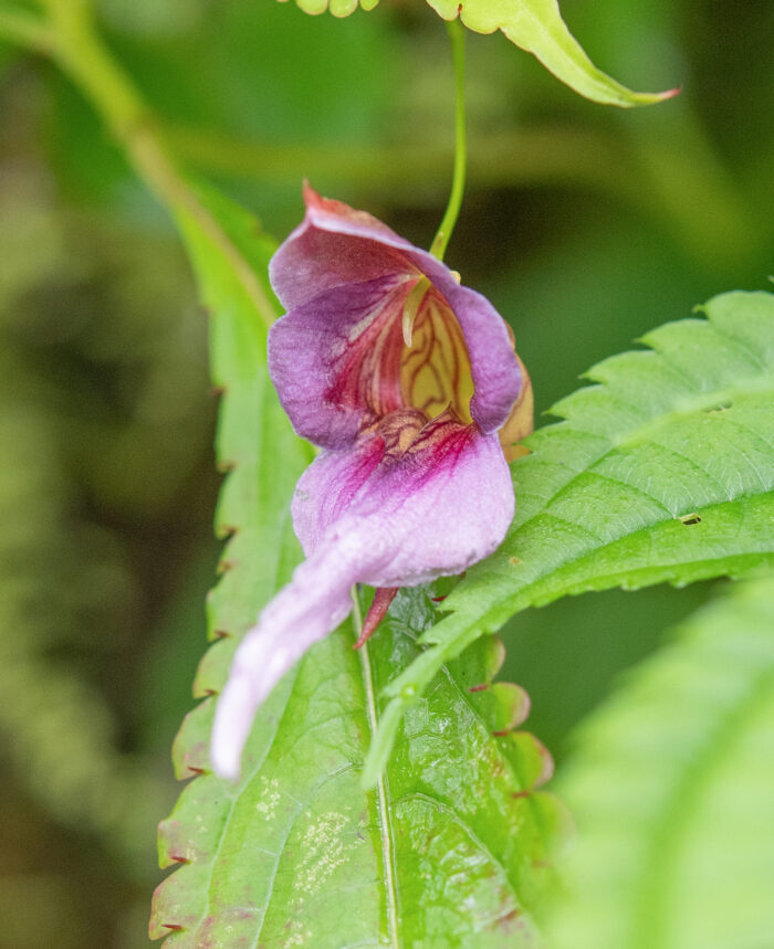 Impatiens pyrorhiza