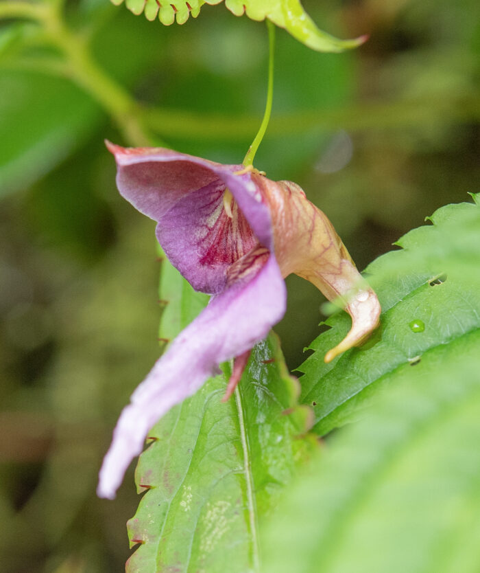 Impatiens pyrorhiza