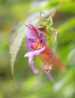 Impatiens pyrorhiza