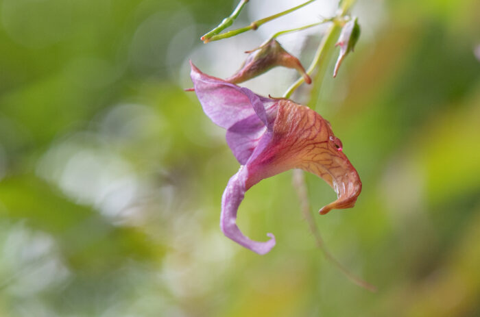 Impatiens pyrorhiza