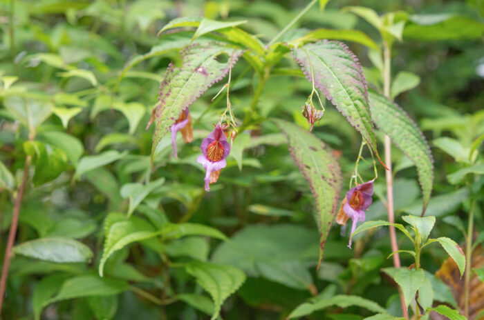 Impatiens pyrorhiza