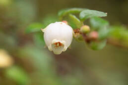 Arunachal plant (Gaultheria)