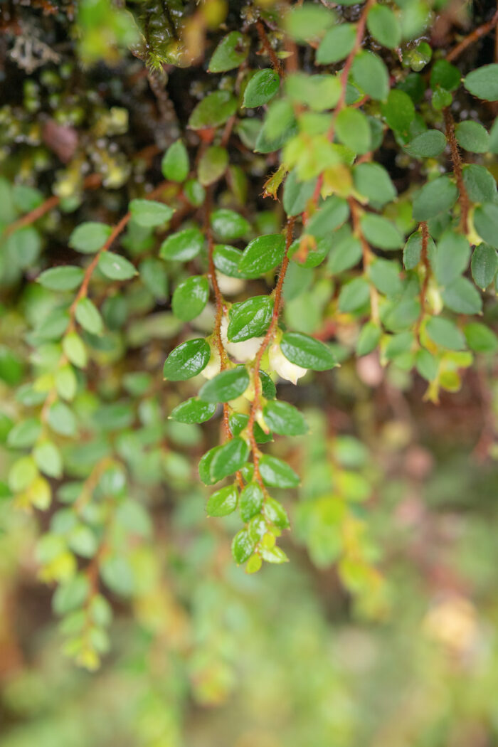 Arunachal plant (Gaultheria)