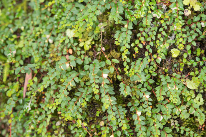 Arunachal plant (Gaultheria)