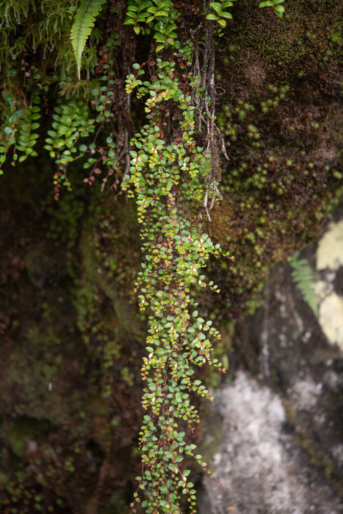 Arunachal plant (Gaultheria)