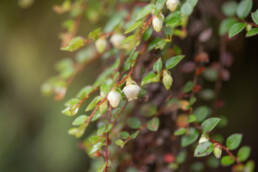 Arunachal plant (Gaultheria)