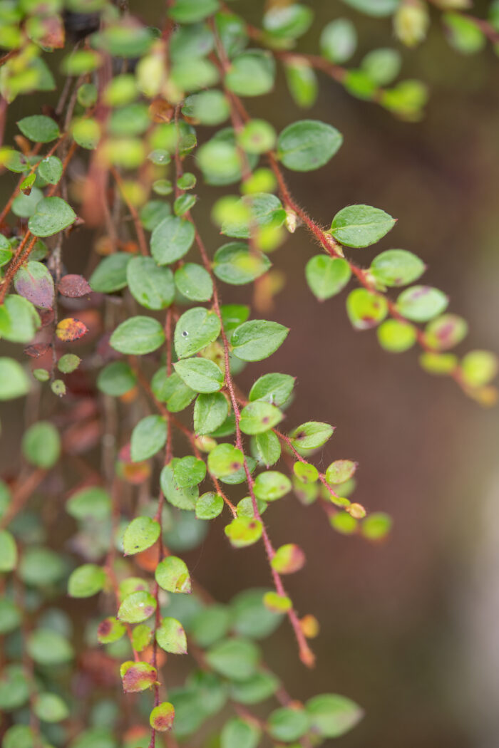 Arunachal plant (Gaultheria)