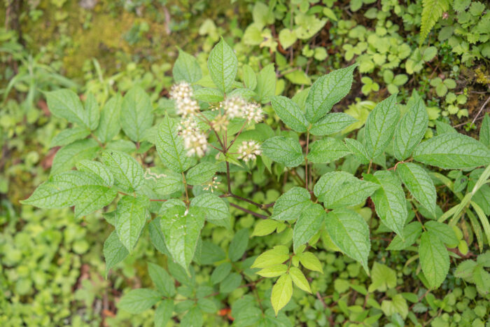 Aralia cachemirica