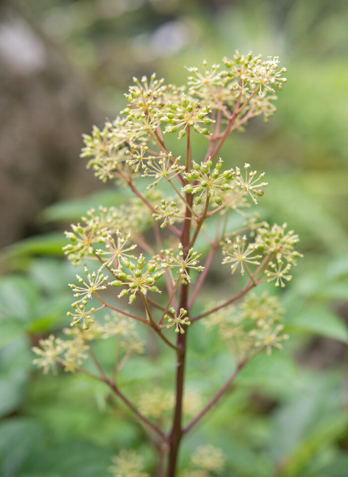 Aralia cachemirica