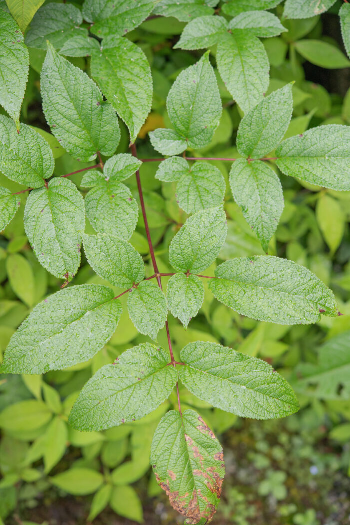 Aralia cachemirica