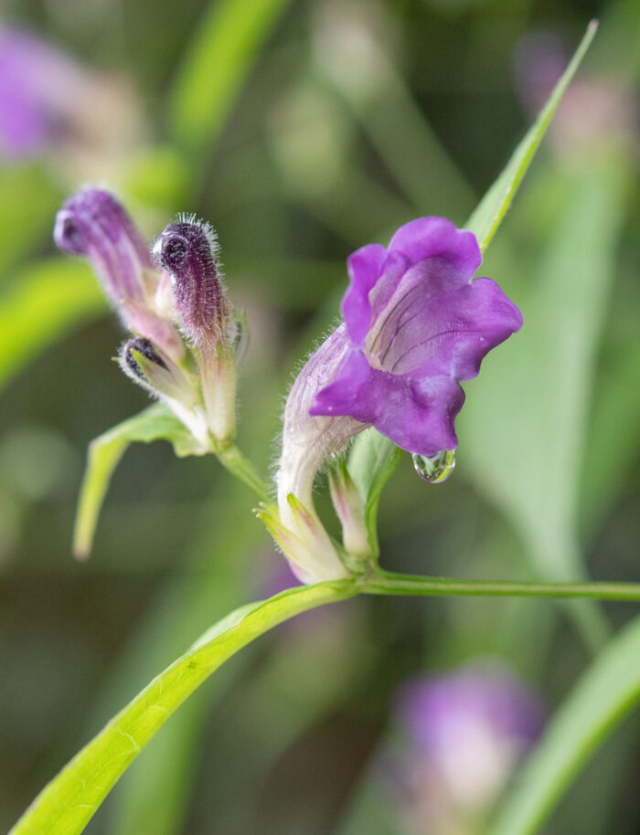 Arunachal plant (Strobilanthes)