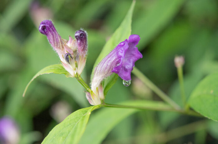 Arunachal plant (Strobilanthes)