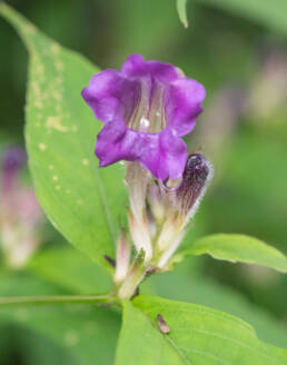 Arunachal plant (Strobilanthes)