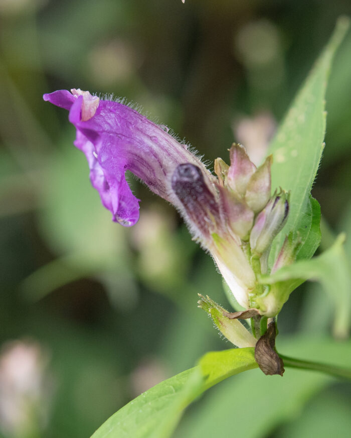 Arunachal plant (Strobilanthes)