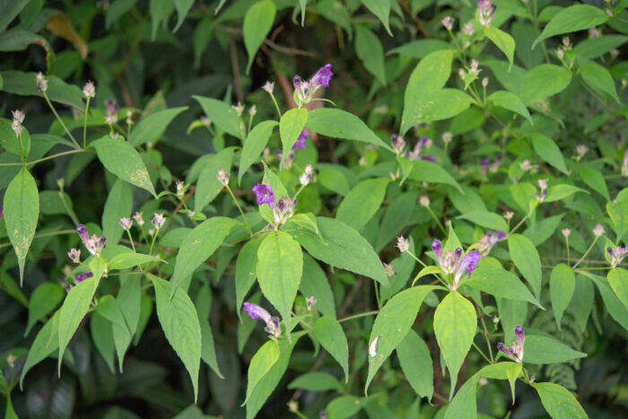 Arunachal plant (Strobilanthes)