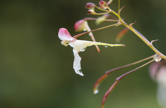 Impatiens radiata