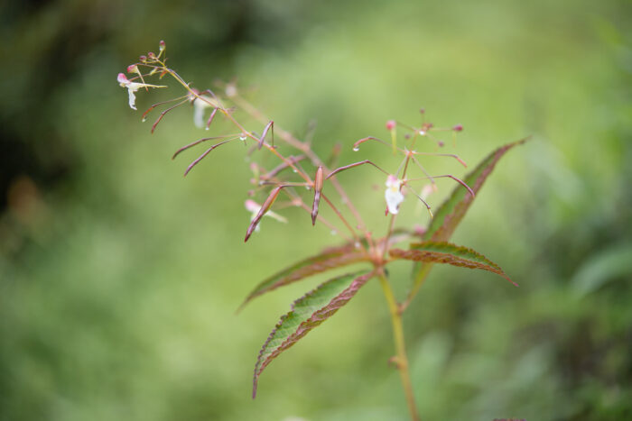 Impatiens radiata