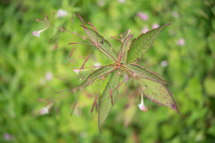 Impatiens radiata