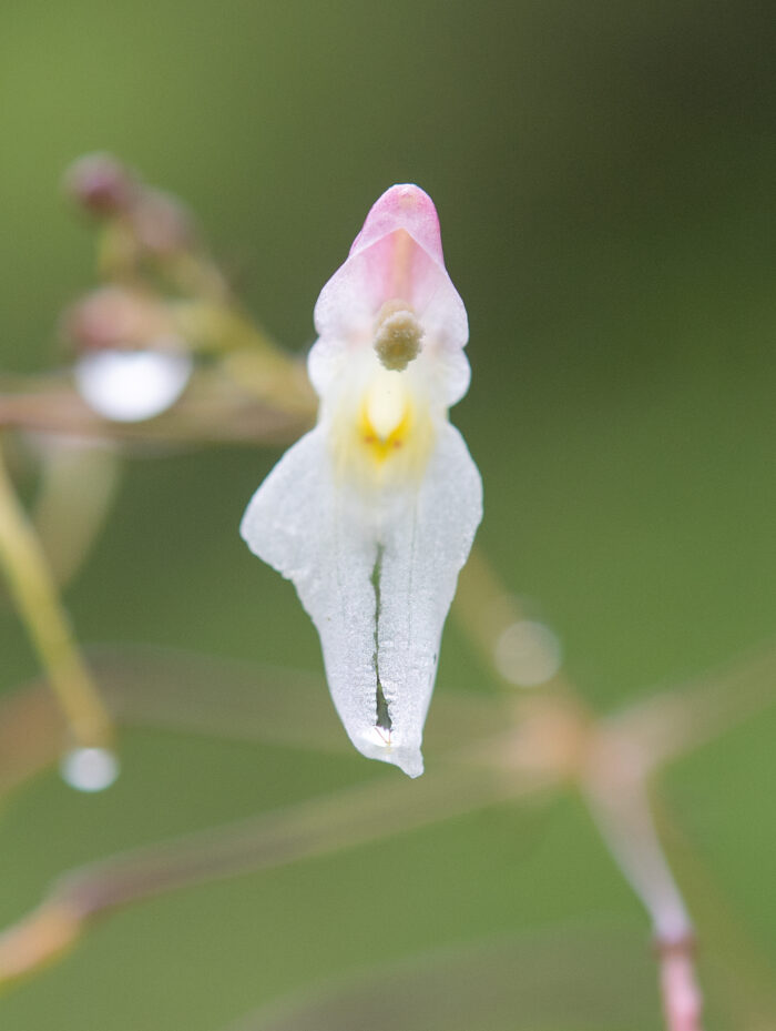 Impatiens radiata