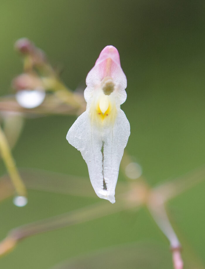 Impatiens radiata