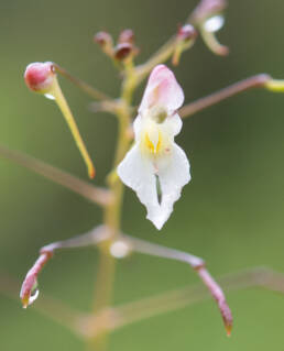 Impatiens radiata