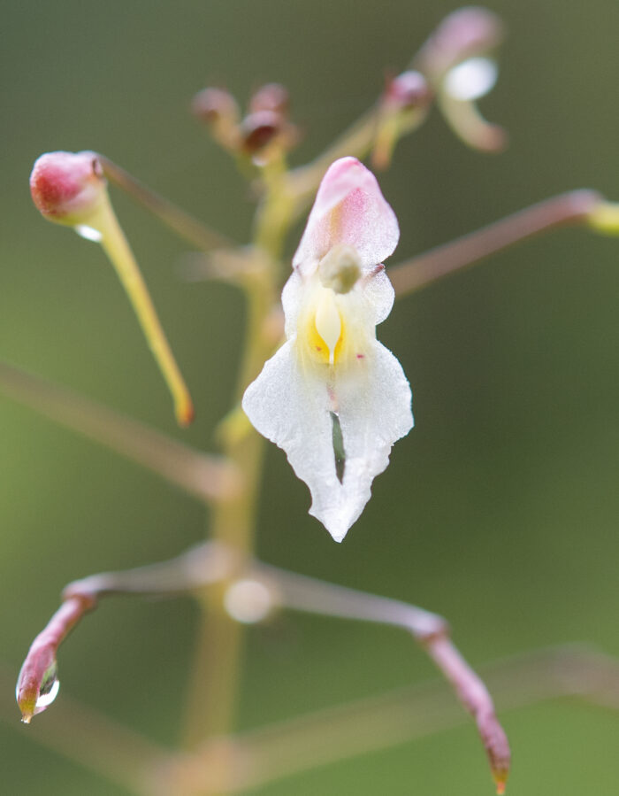 Impatiens radiata