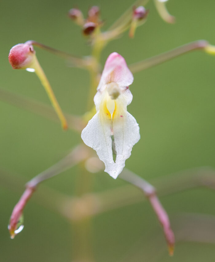 Impatiens radiata