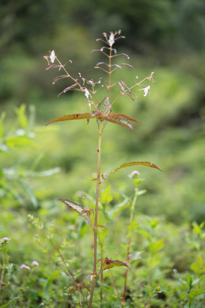 Impatiens radiata