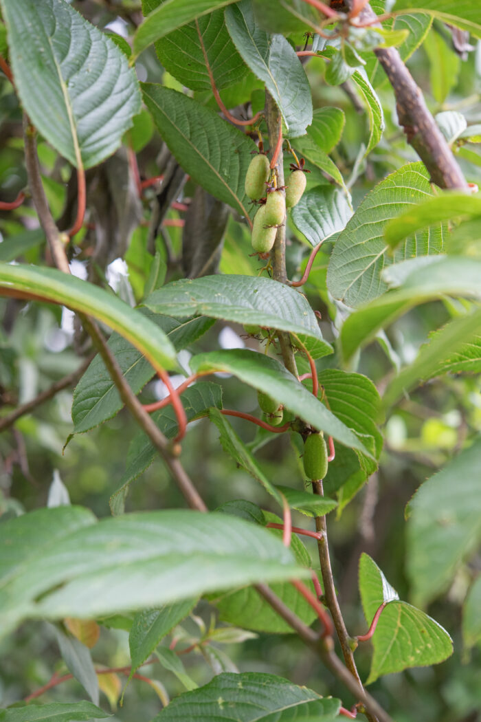 Actinidia strigosa