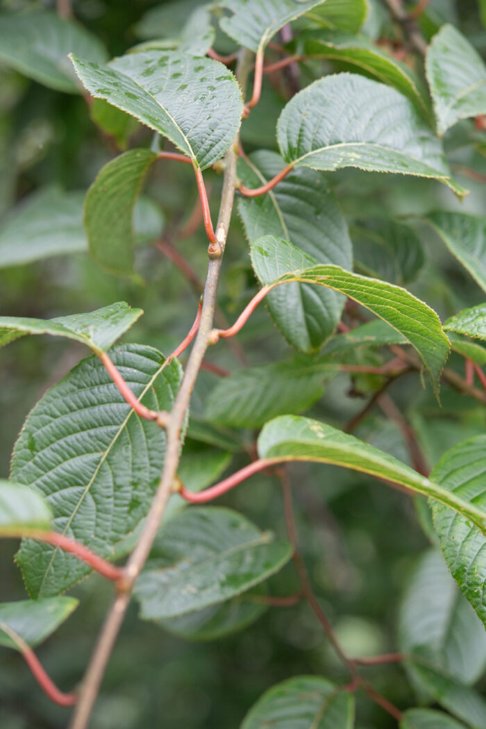 Actinidia strigosa