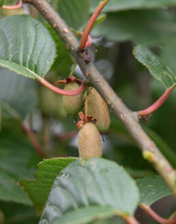 Actinidia strigosa