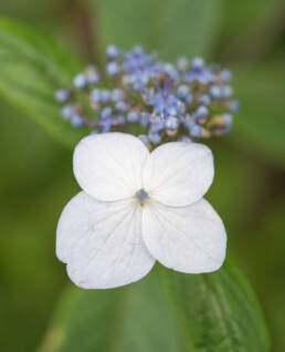 Mophead Hydrangea (Hydrangea macrophylla)