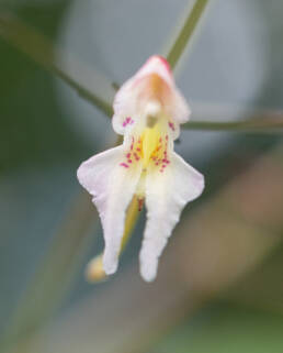 Impatiens radiata