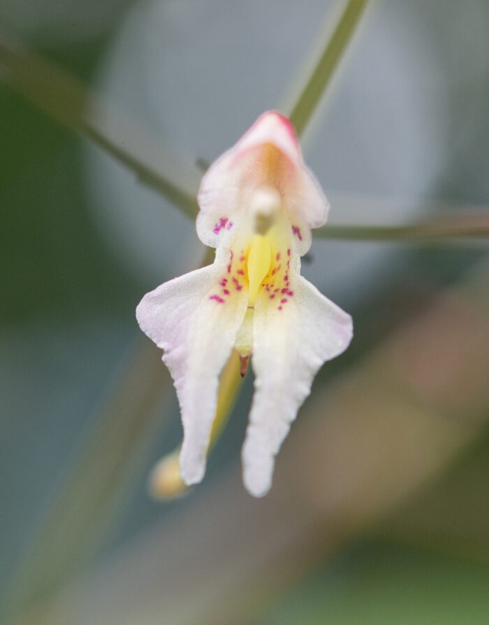 Impatiens radiata