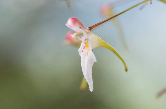 Impatiens radiata