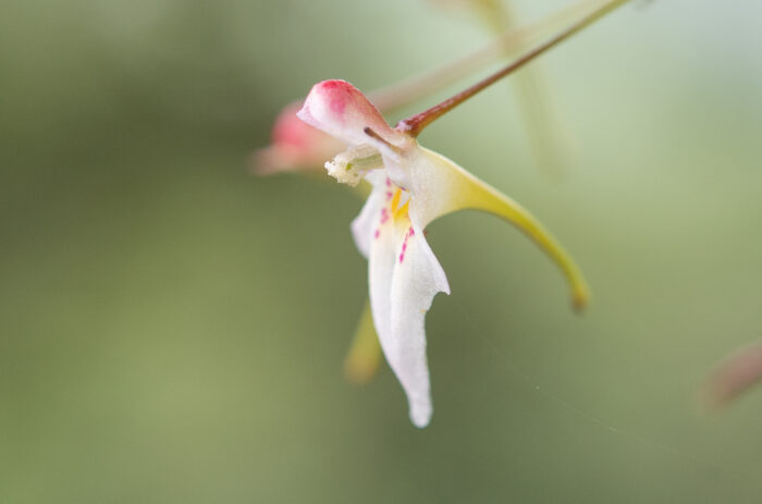 Impatiens radiata