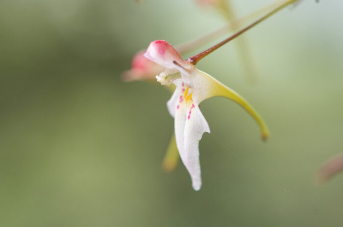 Impatiens radiata