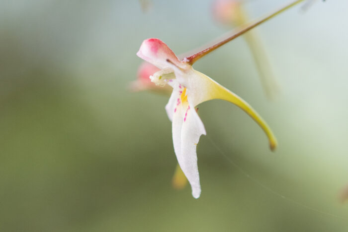 Impatiens radiata