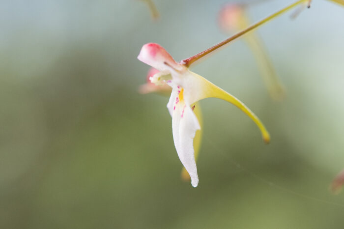 Impatiens radiata